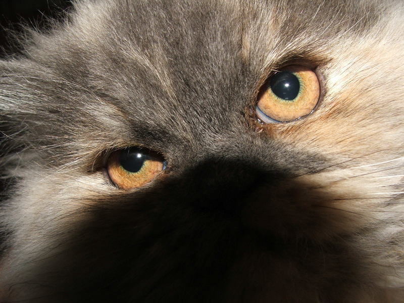 The Eye of the Tiger - owlets Katze Basya in die Augen geschaut