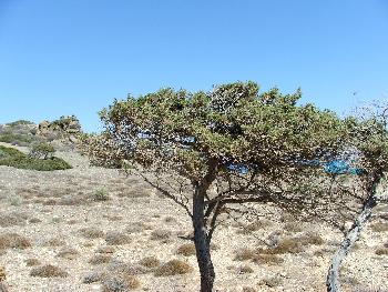 W�stenmotiv (I.Chrissi)