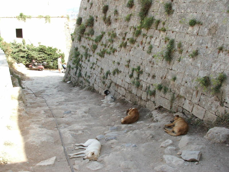 Hunde beim Ausruhen an der Mauer der venezianischen Festung in Rethymon