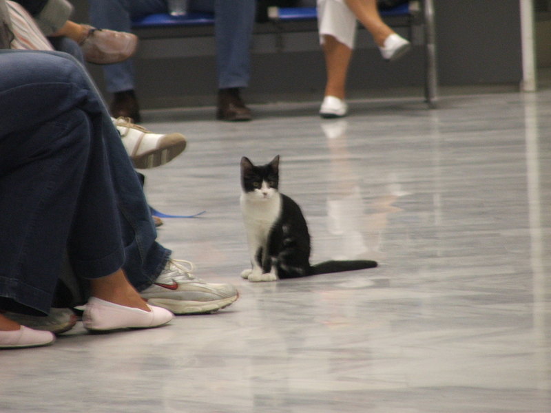 owlet: Kätzchen am Flughafen