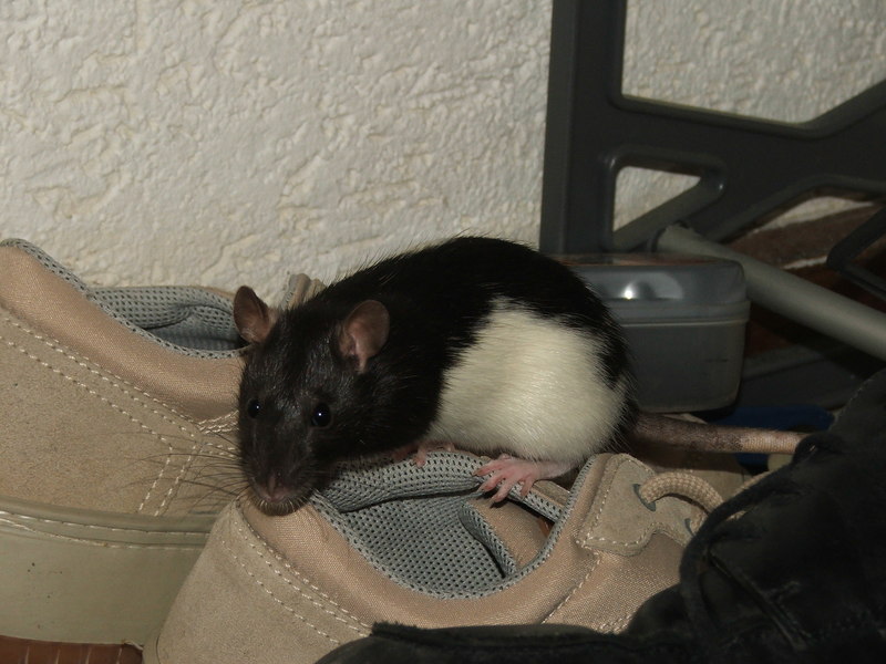 Rattenbesuch - auf Schuhwanderung...