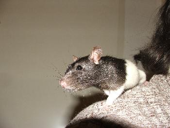 Rattenbesuch - ...und nat�rlich auch auf Schulter