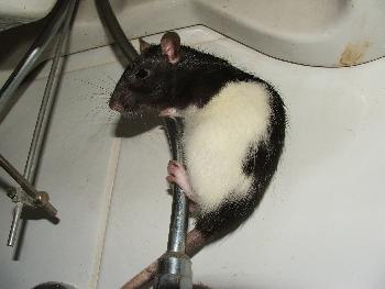 Broscha - Waschbeckenkletterei 1