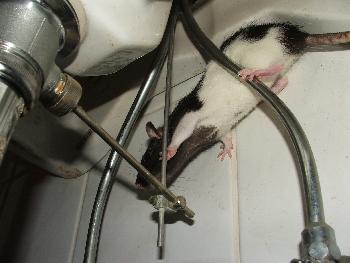 Broscha - Waschbeckenkletterei 2