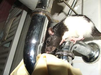 Broscha - Waschbeckenkletterei 3