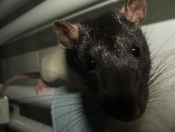 Broscha - Portrait (Supermakro)