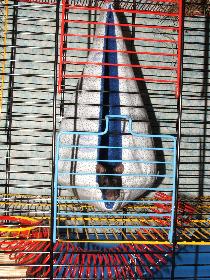 Broscha - in der Kuschelschaukel