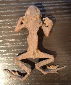 Frosch - mumifiziert in Diesel