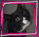 und nochmal mein s��er Kater