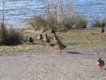 Da waren Tiere!!! (Schock f�r Gro�stadt-Kind) *fg*