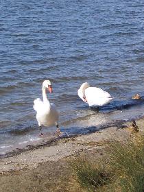 und Schw�ne gabs da auch *g*  total zutraulich!