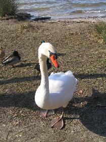 und in Pose schmei�en tun die Schw�ne sich auch :)