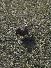 eine kleine Quack :)