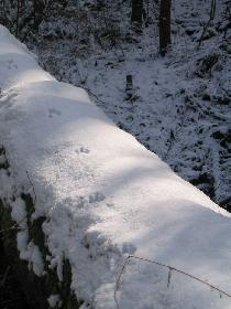 Wem geh�ren die Fu�spuren denn?