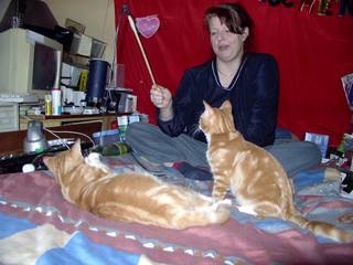 Mein Chaos, meine Kater und ich ;)