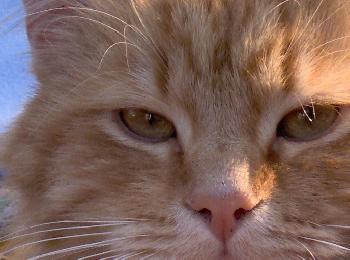 Peter - Diese Augen sehen alles