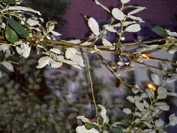 Sch�nes der Natur  II