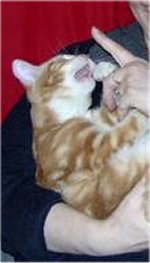 Prinz Valium, alias DIGGA