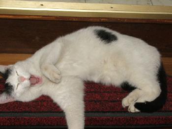 Zugelaufene Katze - Mund auf, alle Zhne noch da?