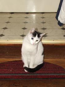 Zugelaufene Katze 2 - nachdenklich