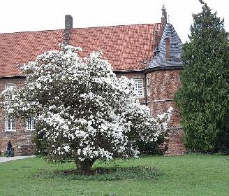Magnolie