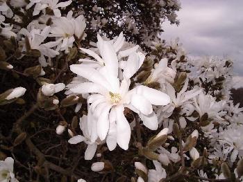Magnolie - Blte
