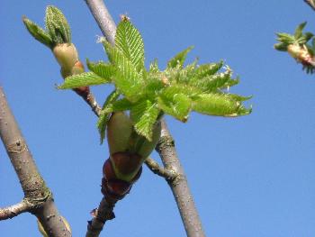 Rote Zierkastanie im Fr�hling ...( Bei uns im Garten )