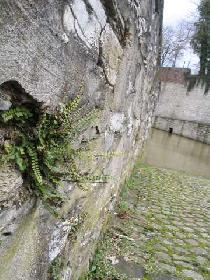 Mauernahaufnahme