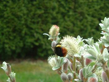 Fleiige Hummel ...