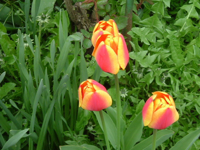 Zweifarbige Tulpen ...