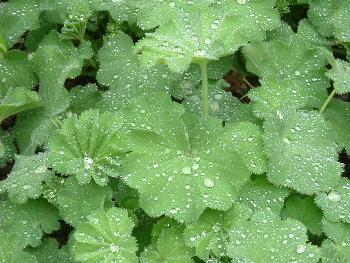 Mit Wasserperlen ...