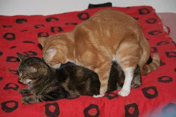 Trotz Kastration recht aktiv (der Digge) :)