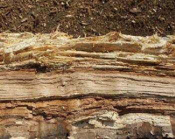 Verschiedene Stadien eichh�lzerner Zersetzung