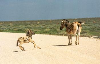 Etosha Nationalpark