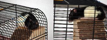 Broscha - Schlafen: Einschlafen