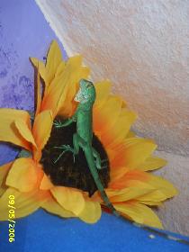 lecker... wen es nur echt w�re ....grrr