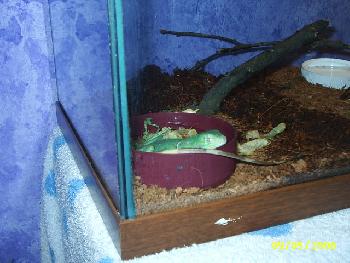 rat mal wovon ich tr�ume