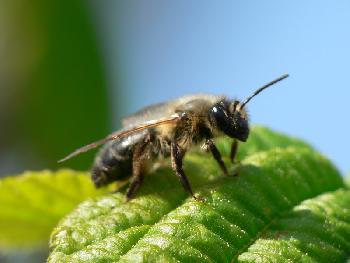 Flei�iges Bienchen