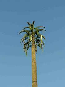 Jamaican Handymast....