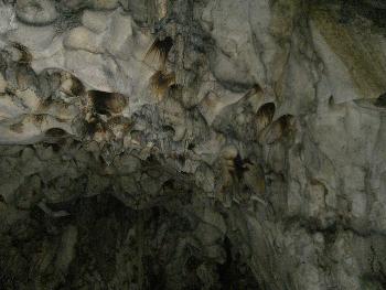 Bob Marley Spirit mit  Spliff??