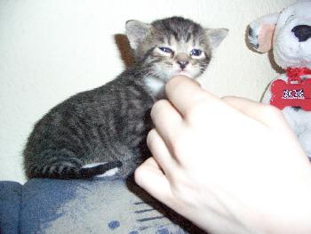 Sam Evil 3 Wochen alt