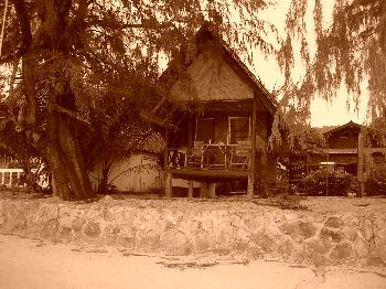 under the casuarina tree