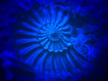 Fossil