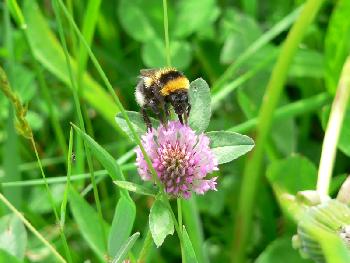 Hummel bei der Arbeit