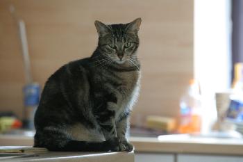 Poki vertr�umt in der K�che