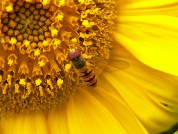 meer:wind: Sonnenblume