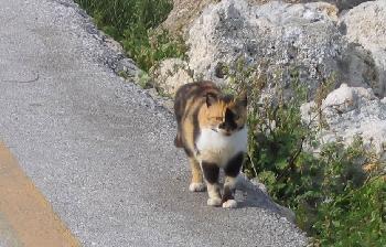  Rhodos - Mandraki - Hafen Multi-kulti-katze