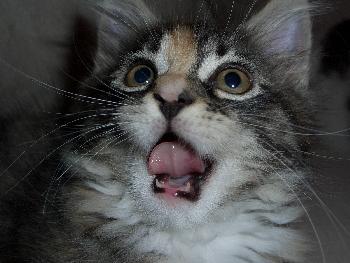 Und los geht es .... lalala ... lalalalalalalaaaaaa .....