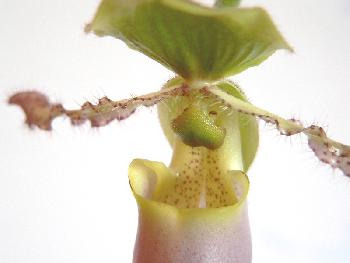 Orchidee
