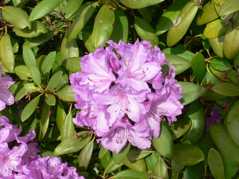 Rhododendronblte